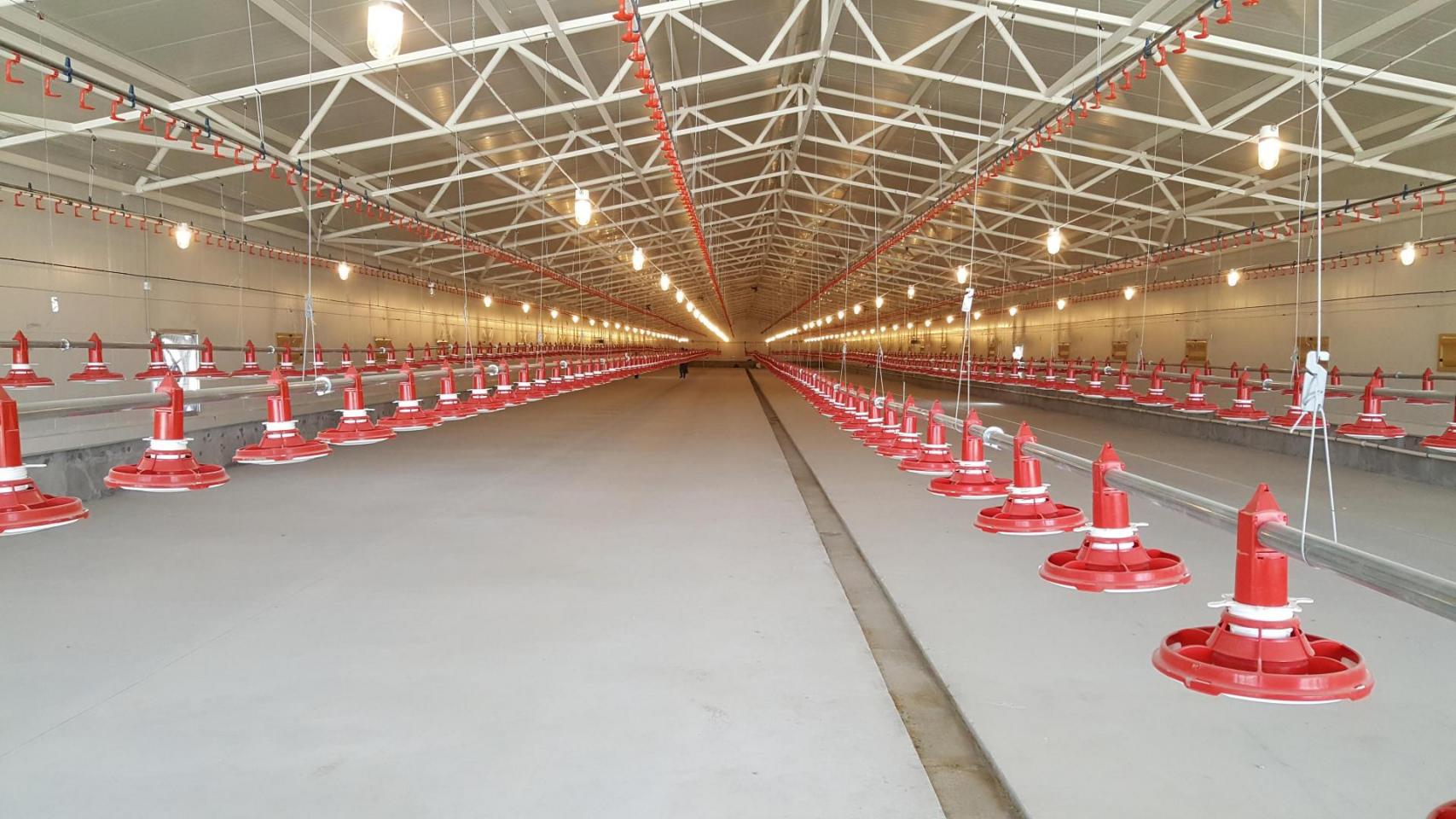 The building dimension (115 x 15 meters) makes it very suitable for tunnel ventilation. Each building is equipped with 5 Valènta feeding lines and 6 drinking nipple lines.