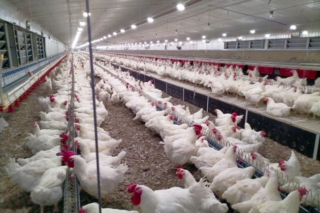 Large broiler breeder project in the Ha'il Region