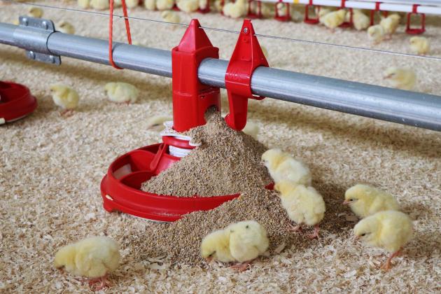 How can feeding equipment give broilers a perfect start?
