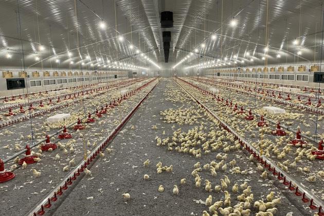 State-of-the-art broiler house in the United Kingdom
